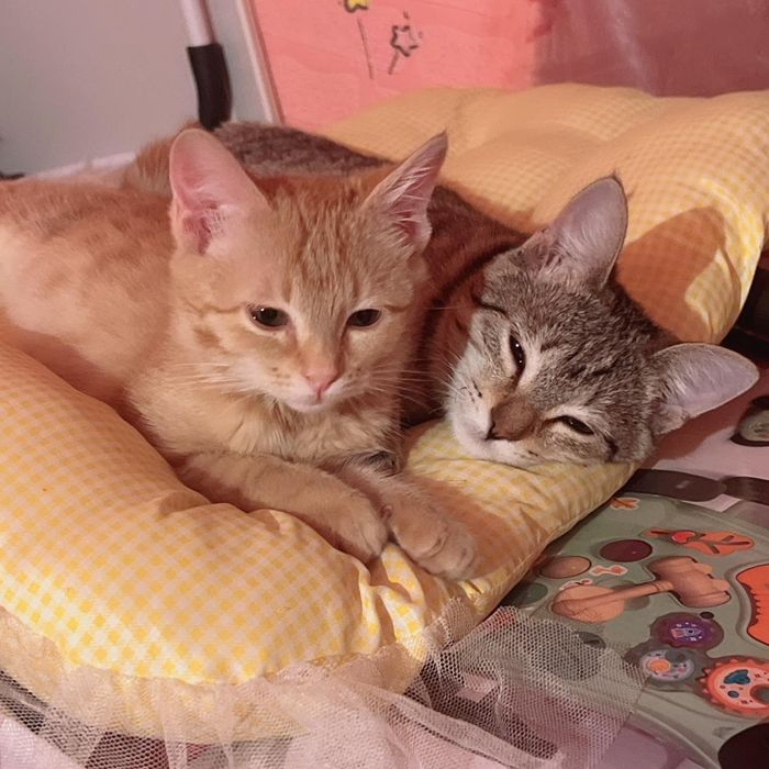 Пристраиваются котятя