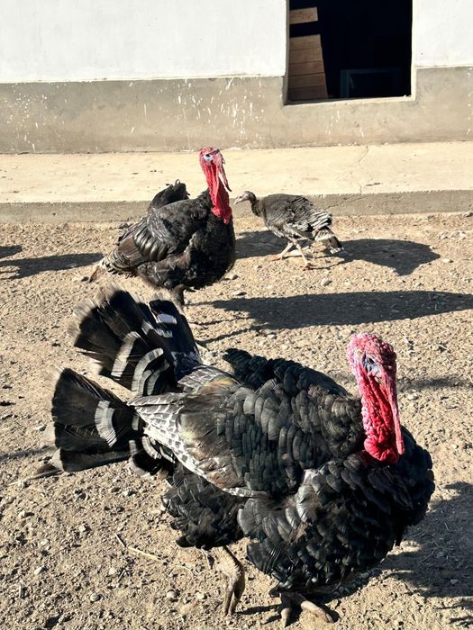 Гибрид туйетауықтар