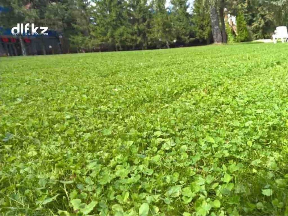 Белый клевер Астана