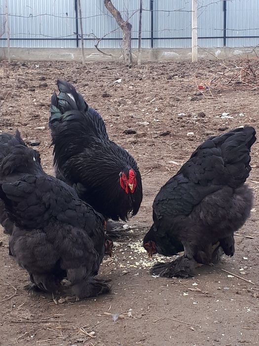 Vând găini rasă Brahma.
