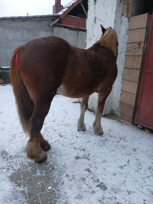 Vând urgent iapa de 6 ani