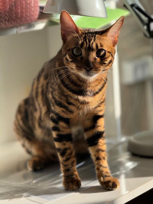 Бенгальская кошка