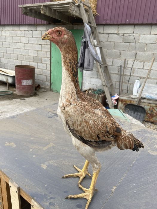 Курочки даканки даканихи