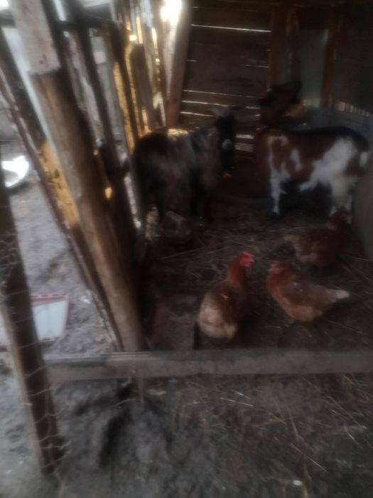 De vanzare tap tanár de un an si capra  tanara