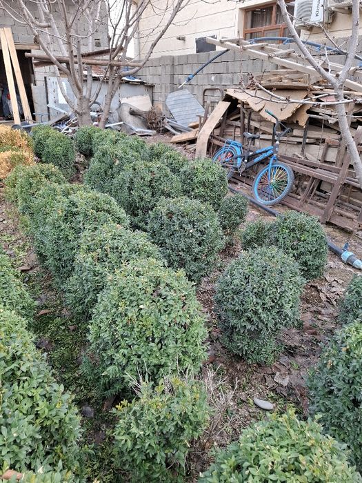 Шамшит сатылады самал 3