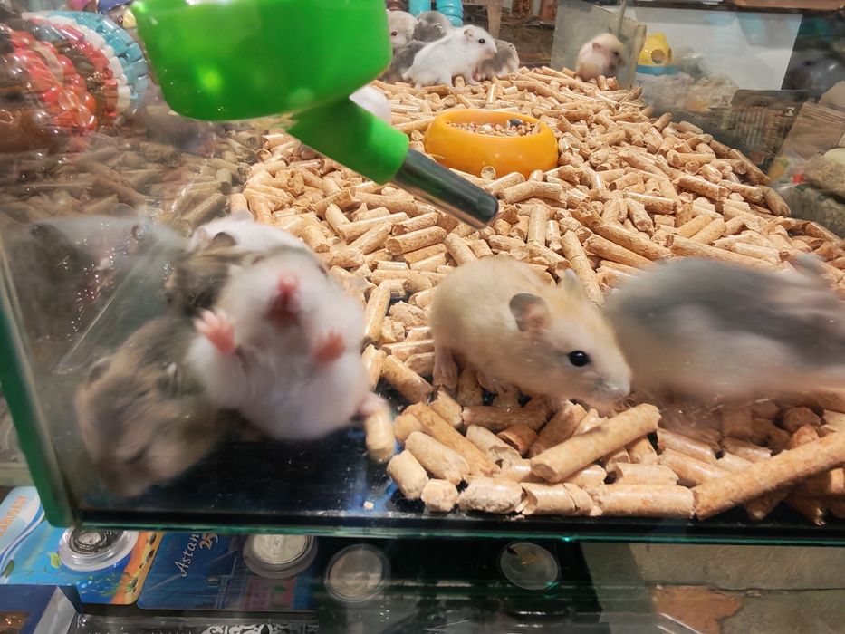 Хомяк Джунгарский