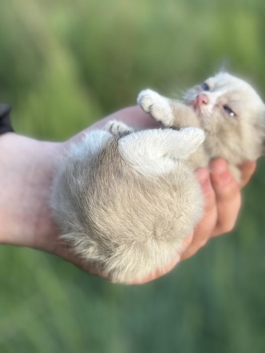 Котята Аксу бесплатно