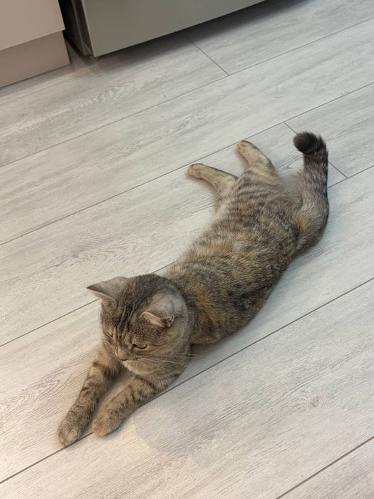Отдам кошку в добрые руки