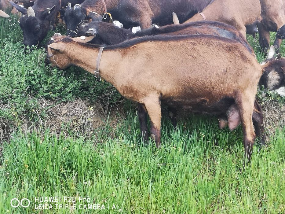 Lapte proaspăt și iaurt natural de Capră