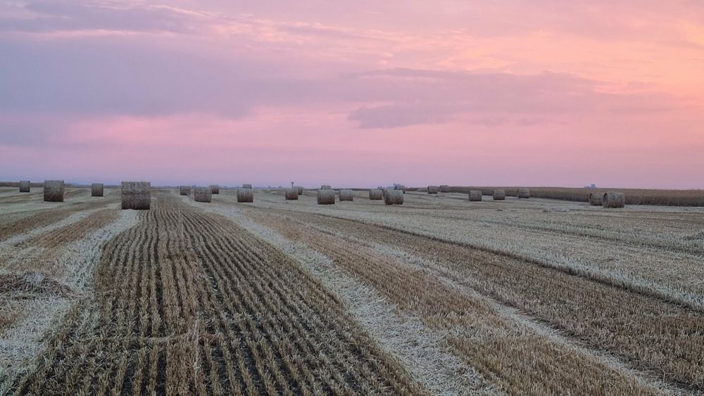Baloți de paie de vânzare!
