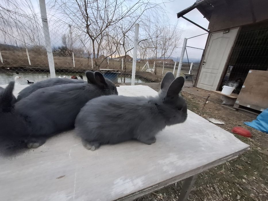 Iepure albastru vienez