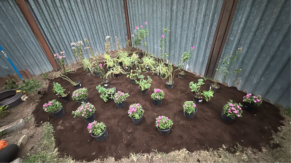 Озеленение участков под ключ