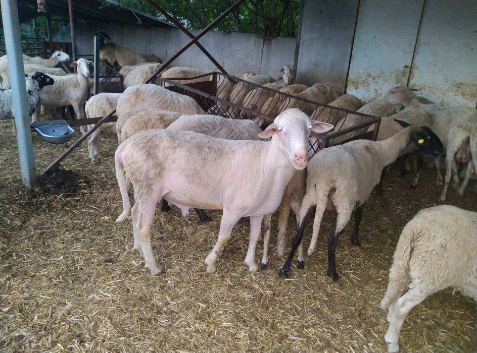 Продавам 2 бр. кочове