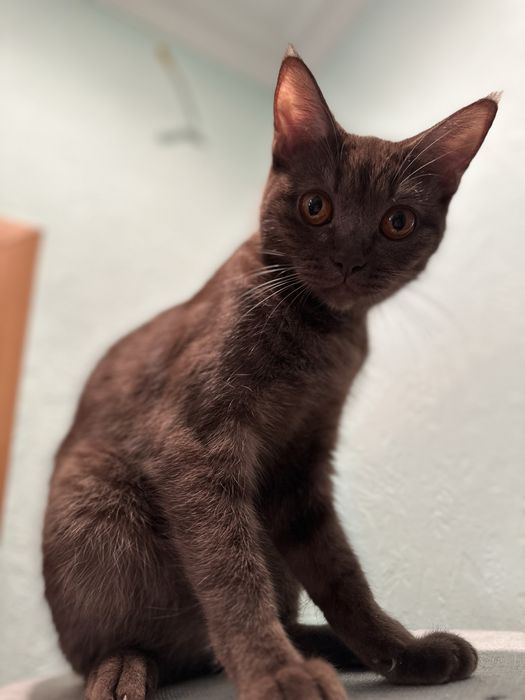 Британка прямоухая