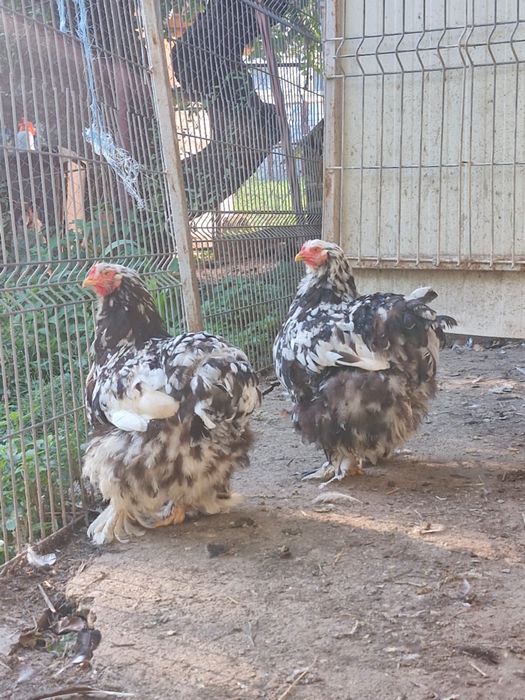 Vând familie Cochinchina Uriaș