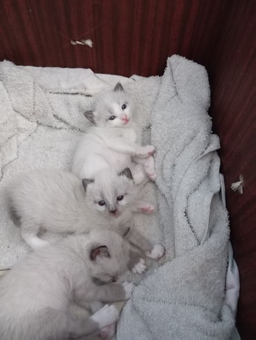 Отдам котят в добрые руки