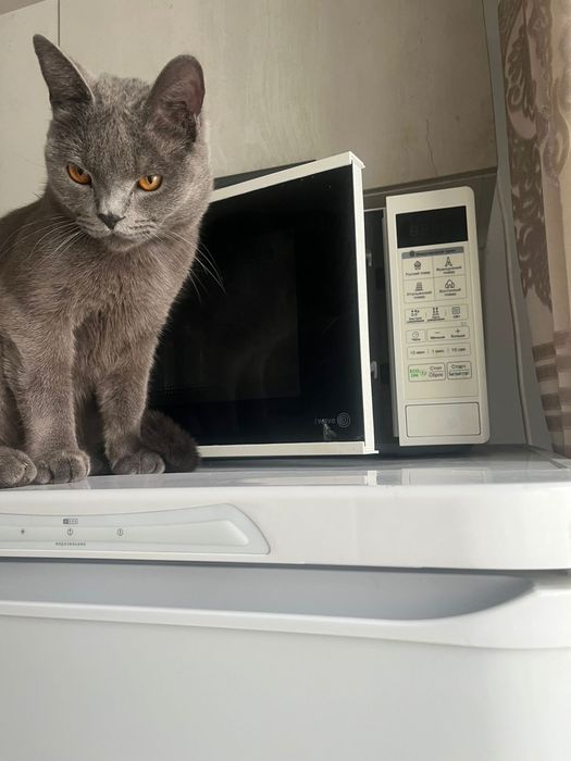 Срочно продам Кошкау Британский