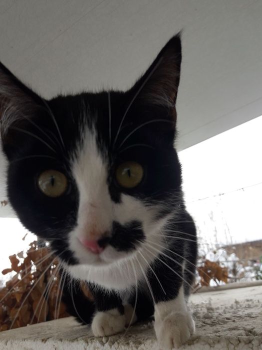 Ласковый котёнок мальчик ищет дом