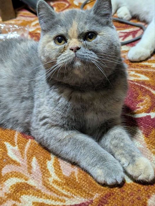 Продам котят Scottish Straight Шотландцы Скоттиш страйт