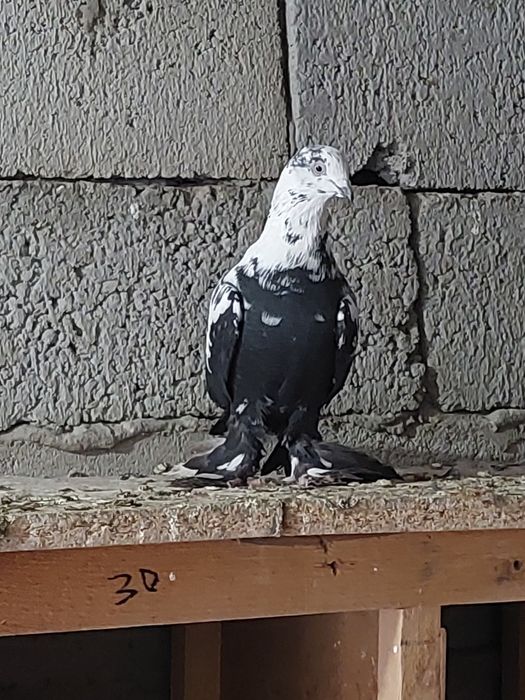 Құстар сатылады.