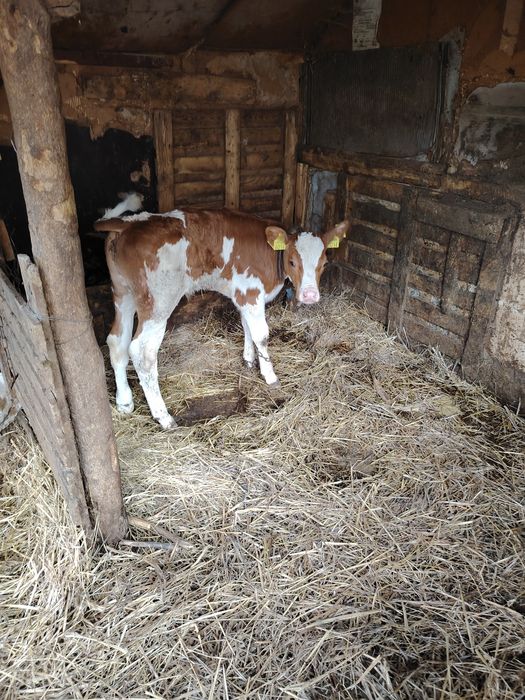3 tăurași de 6 săptămâni