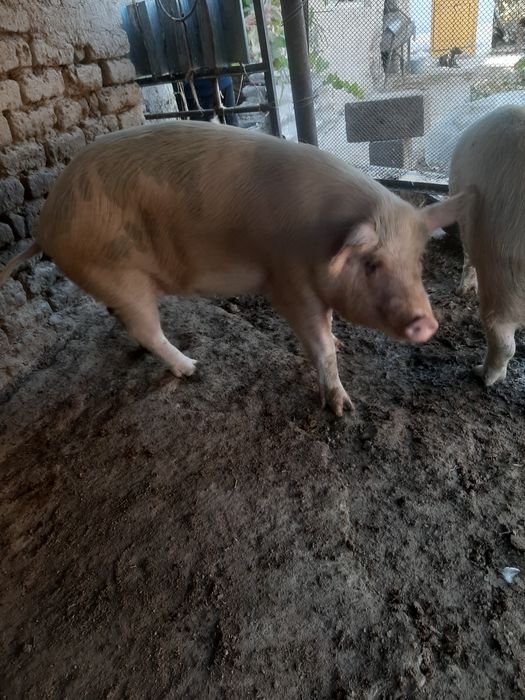 Поросята мяса оптом 10 месяцев , вес 80/90кг