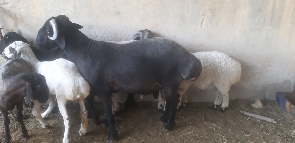 Баран и Козёл продажа Бухара