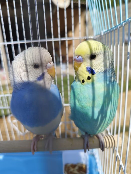 Продам пара попугай папугай