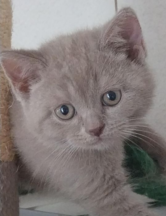 Pisici british cu păr scurt