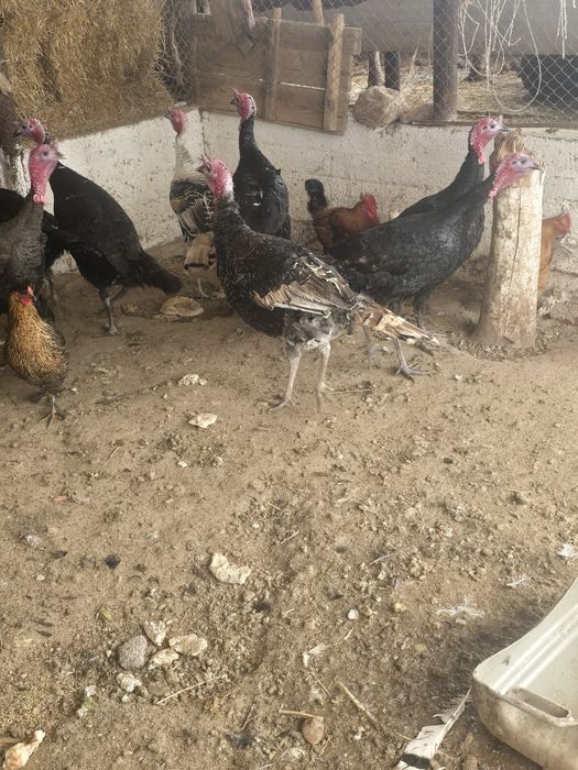 Индюк сатылады биылғы