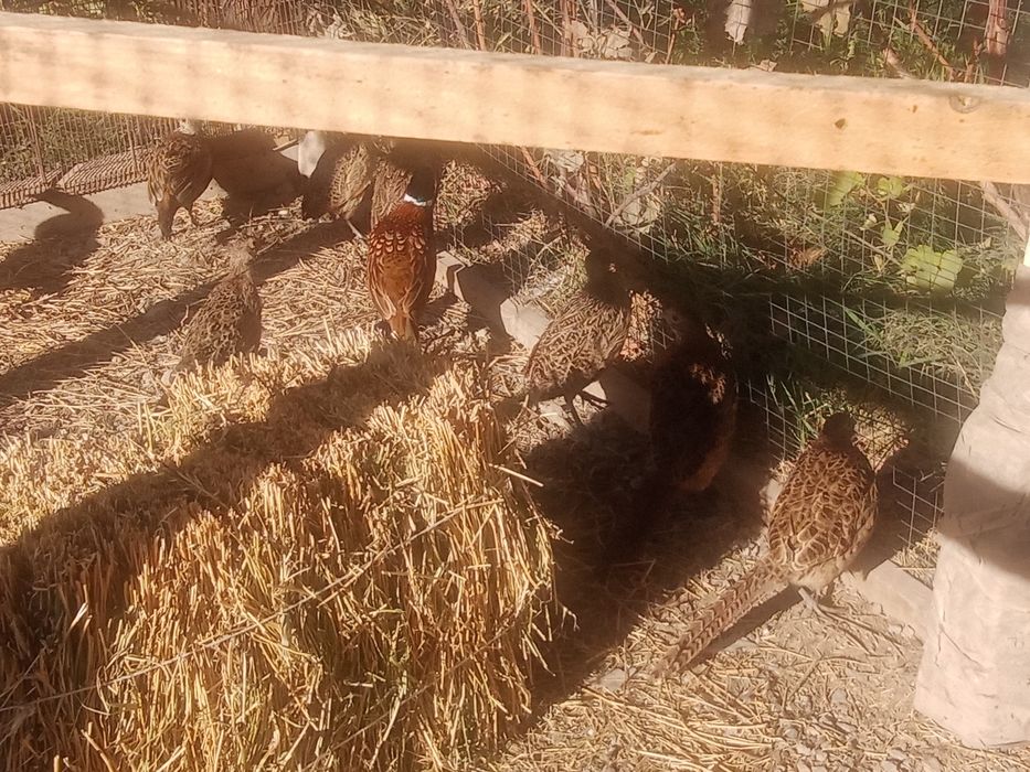 Фазаны қырғауыл сатылады