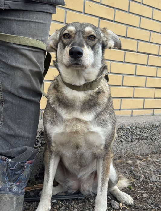 Собака в добрые руки