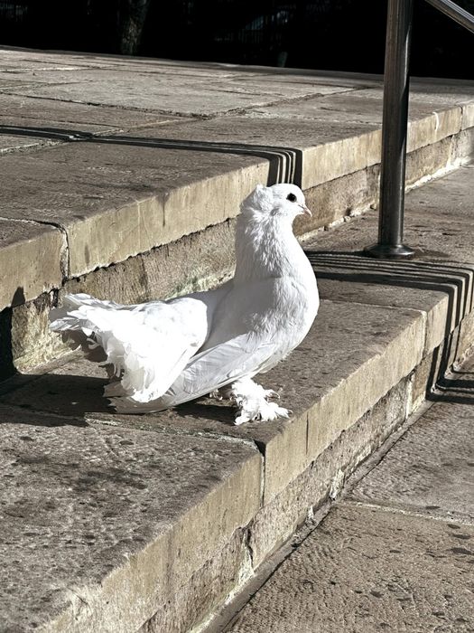 Porumbei și aranjamente