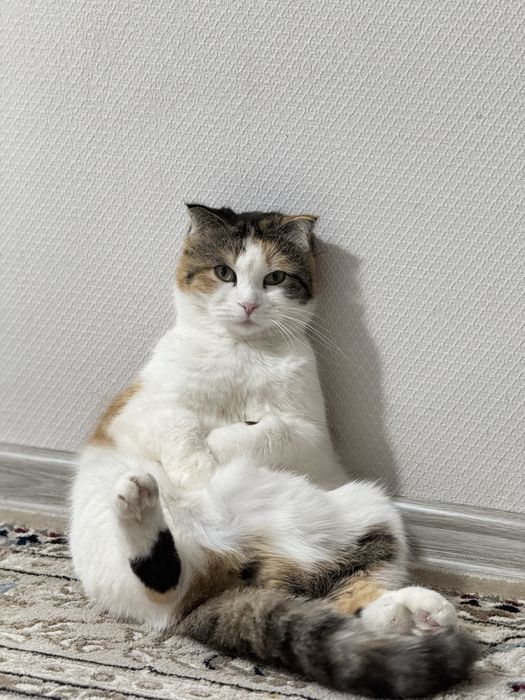 отдам хорошие руки