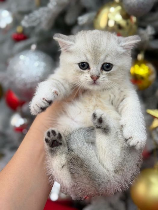 Мальчики скотиш страйт чистокровные шиншиллы