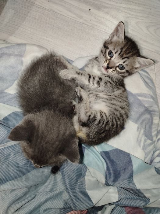 3 котёнка ищут добрые руки