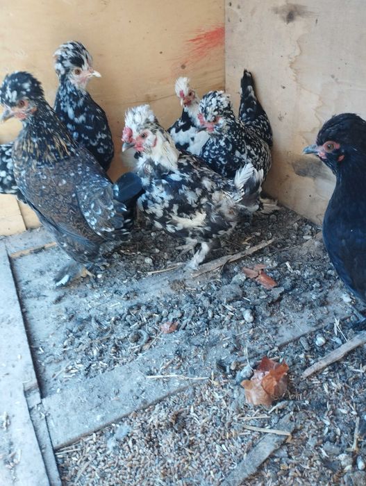 Porno veb-kameralar onlayn translyatsiyalar