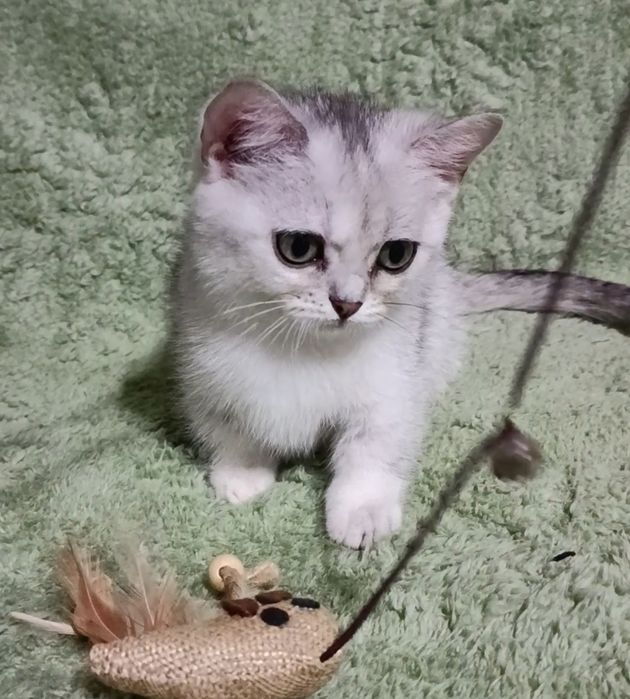 Малышка манчкин серебряная шиншилла