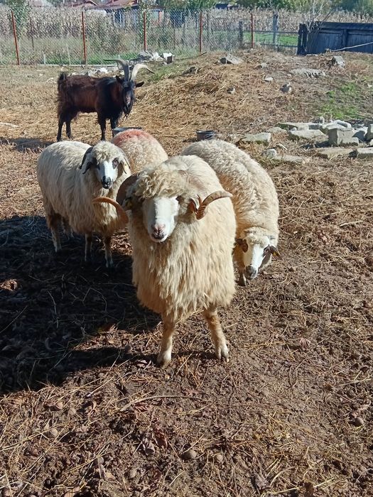 Berbec rasă. Pentru cei care doresc.