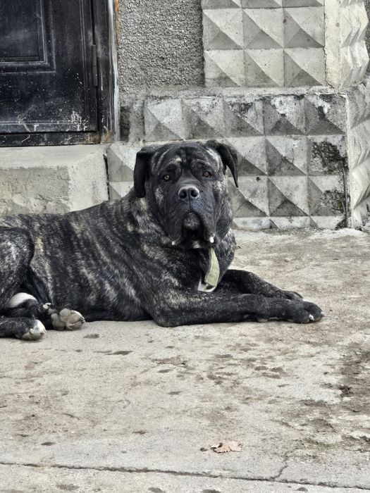 Щенки Кане Корсо