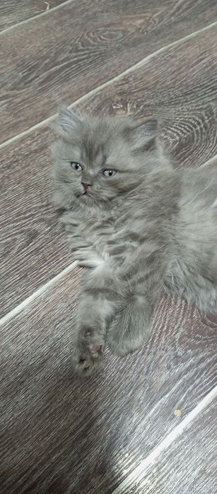 Котята 4 месяца две девочки