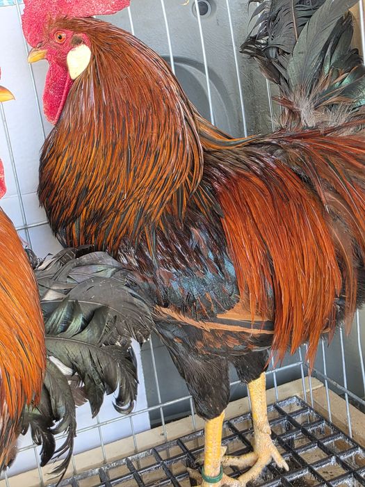 Cocoși se gaini italiene  2025