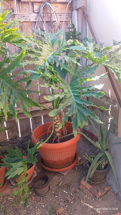 Vând planta philodendron înălțime 1,3 metri.