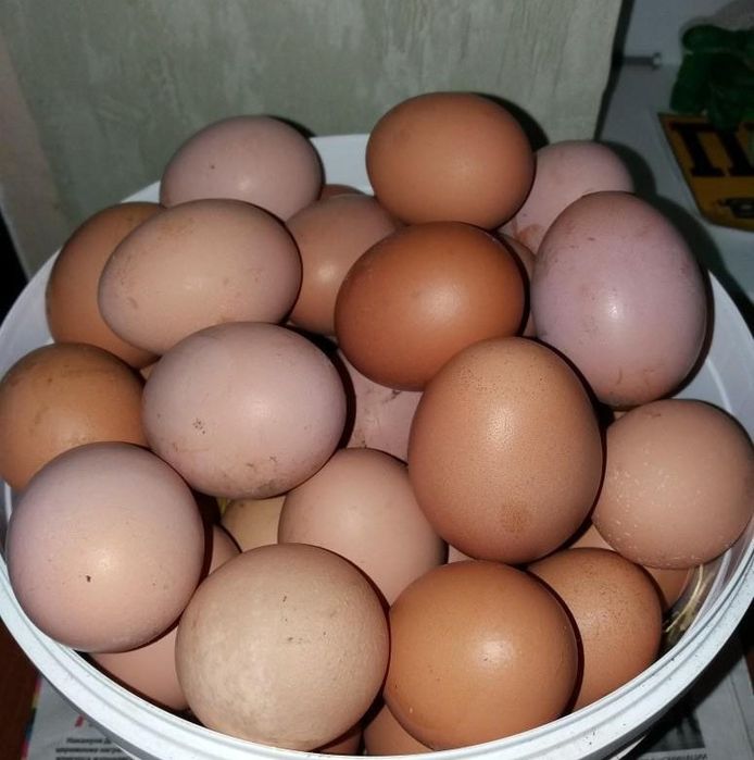 Яйца домашние  хорошие