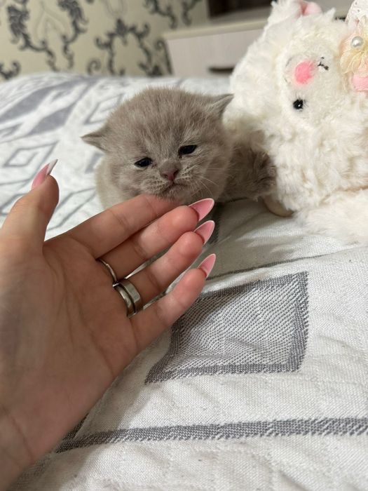 Британские котята