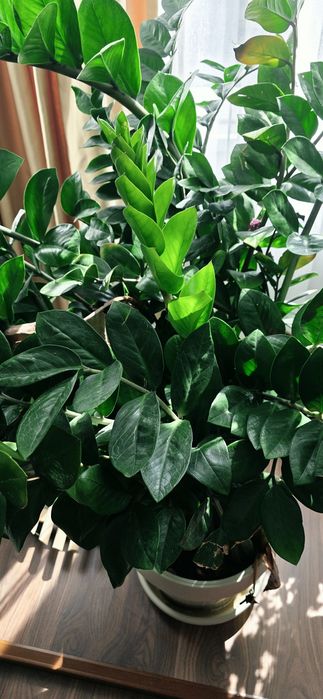 Planta ghiveci zamioculcas 150 cm