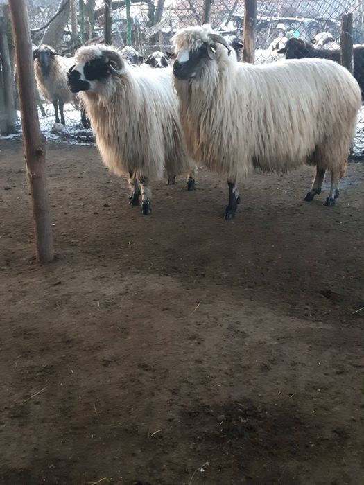 Vând 3 oi cu miei si una gestantă.