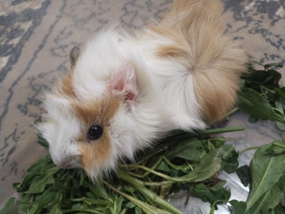 Морские свинки добродушные животные домашние