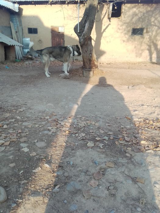 Ит сатылым да бағасы 40 мың