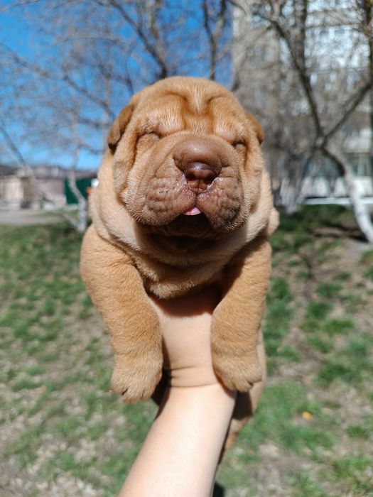 Продаются щенки шарпея